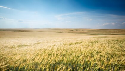 Obraz premium Golden Wheat Fields Stretching Across the Bli Region