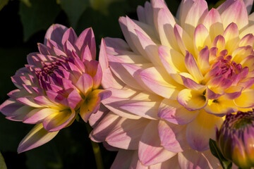Budding bud and a yellow lilac terry dahlia on a dark background