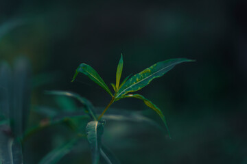 Close-up of green leaves in soft, natural light