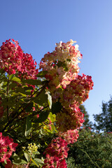 Blooming pink and white hydrangea on the left against a blue sky background