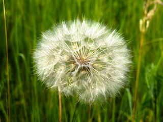 airy white ripe dandelion in the field