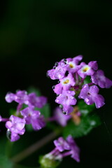 flowers and drops
