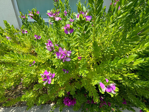 Polygala myrtifolia, the myrtle-leaf milkwort. It's an evergreen shrub native to South Africa but it has been widely introduced elsewhere. Myrtle-leaf milkwort blooms purple.	