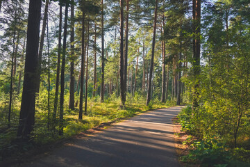 Paved path through coastal pine forest on a sunny day