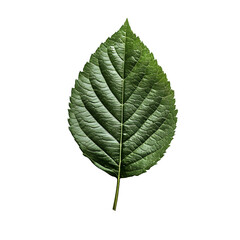 Fototapeta premium green leaf isolated on white background