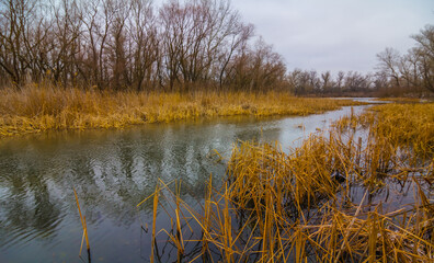 calm river wit forest and reed on coast