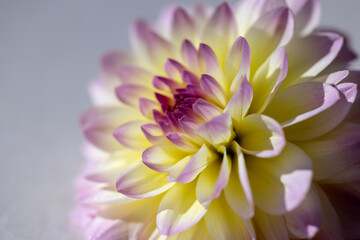 Fototapeta premium Yellow lilac dahlia with blurred petals on the right on a gray background is a copy space. Postcard