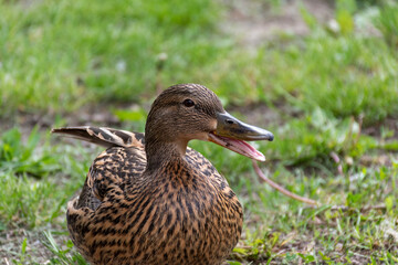 Fototapeta premium duck on the grass