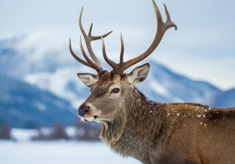 Obraz premium Wild deer with large antlers standing in a snowy field with mountains in the background