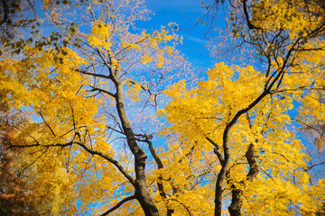 Gazing at a tree with vibrant yellow leaves and a blue sky