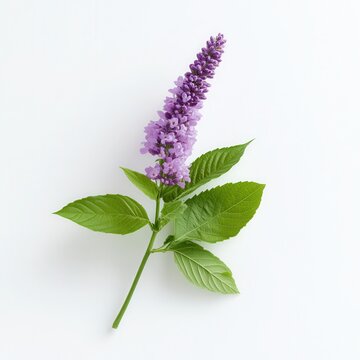 A single patchouli sprig with vibrant purple flowers and fresh green leaves on a clean white background