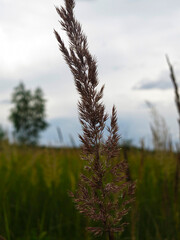 Obraz premium dried panicle of a blade of grass in the wind 