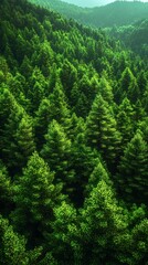 Fototapeta premium Majestic Forest Canopy: A Lush Green Tapestry of Nature's Beauty
