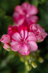 Obraz premium Pink geranium hybrid flower close-up on a blurred green background