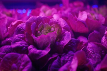 Obraz premium Radiant purple lettuce LED grow lights in indoor farming