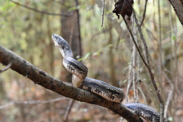 gray snake curled on a tree branch