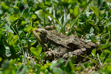 Pelophylax kl. esculentus - Green Frog - Edible frog - Common water frog - Grenouille verte - Grenouille commune