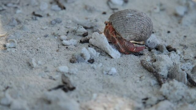 hermit crab on the beach in Bora Bora Tahiti
