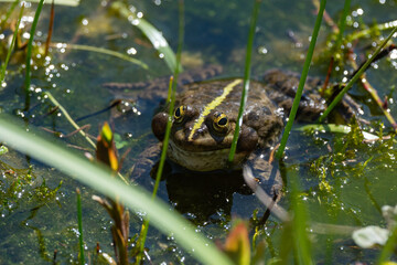 Pelophylax kl. esculentus - Green Frog - Edible frog - Common water frog - Grenouille verte - Grenouille commune
