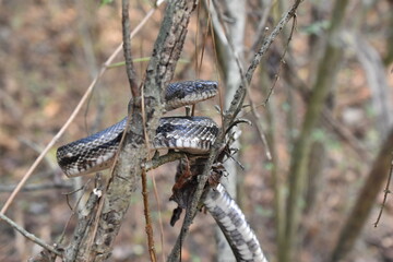 snake coiled in a tree branch