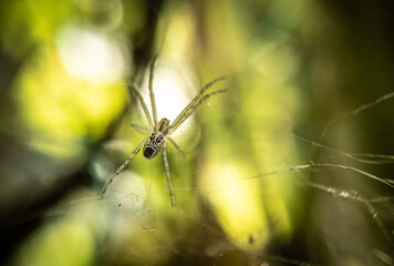 Stunning Close-Up of a Spider: Capturing Nature's Intricate Details and the Beauty of Arachnid Anatomy