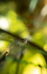 Stunning Close-Up of a Spider: Capturing Nature's Intricate Details and the Beauty of Arachnid Anatomy