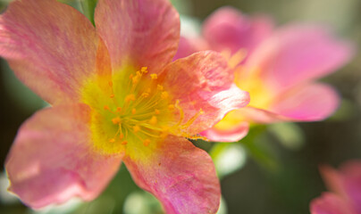 Close-Up Macro Photography of a Flower: Capturing the Intricate Details and Vibrant Beauty of Nature's Petals
