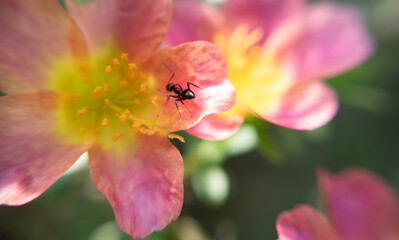 Ant on Flower Petal: A Stunning Macro Shot Capturing Nature’s Intricate Beauty and the Tiny Wonders of the World
