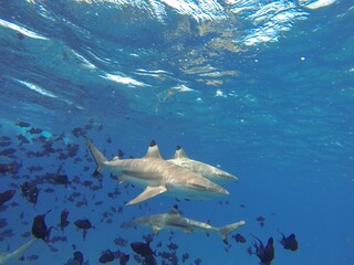 Reef sharks swimming in Bora Bora Tahiti