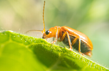 Tiny Wonders: Capturing the Beauty of Insects in Macro Photography