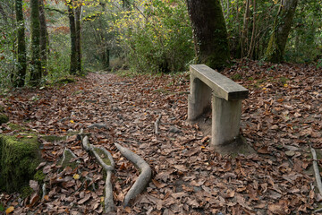 Wooden bench next to a forest trail with leaves in the autumn, fall.