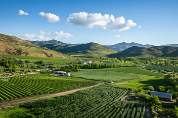 Naklejka premium Vast green vineyards stretch across the landscape, framed by majestic hills and a clear sky
