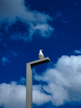Seagull on the lump post in sunny day with blue sky.
Gdynia, Poland.