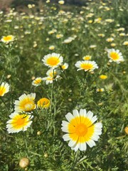 Fototapeta premium daisies in the grass
