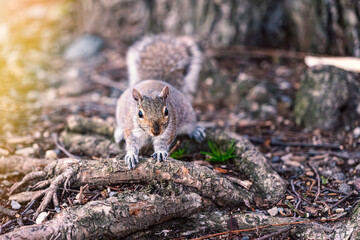 Grey Squirrel in Natural Habitat Standing on a Branch