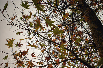Autumn Leaves on Tree Branches
