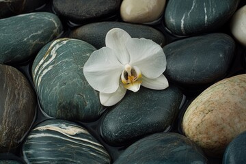 Fototapeta premium Serene white orchid amidst smooth river stones