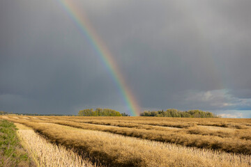 Obraz premium rainbow over a canola field