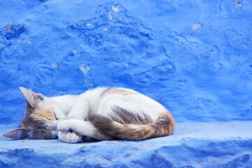 Un chat se tortilla et dort dans les rues de Chefchaouen