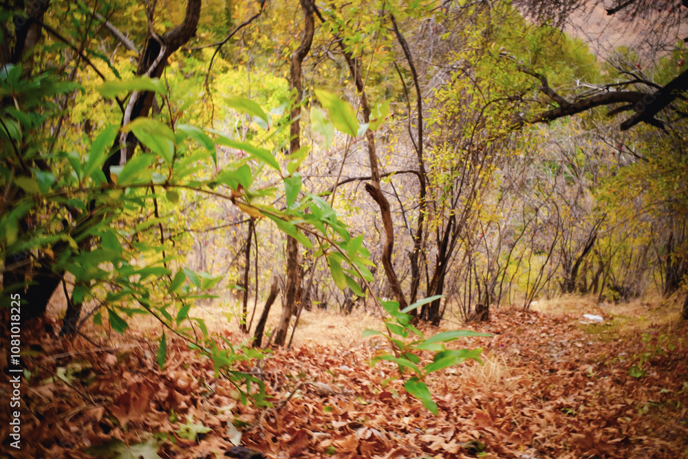 Wall mural Autumn Forest Pathway with Fallen Leaves