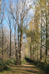 Island 22 Regional Park along Fraser River during a fall season in Chilliwack, British Columbia, Canada