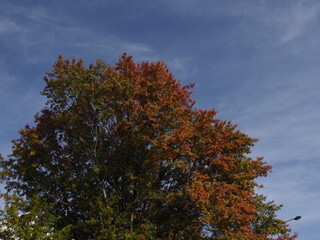 Autumn tree with colorful leaves against blue sky