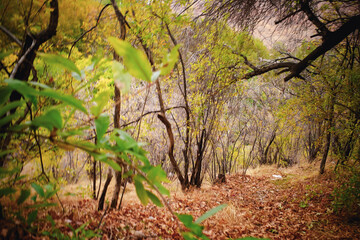 Autumn Forest Pathway