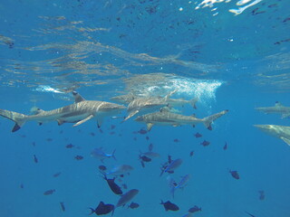 Reef sharks swimming in Bora Bora Tahiti