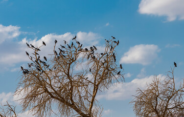 Flock of wild pigeons sits on the branches of a tall tree on background of blue sky in the Negev desert