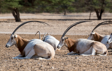 Herd of resting antelope scimitar horn Oryx (Oryx leucoryx). Due to danger of extinction the...