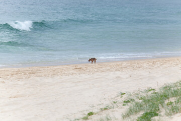 Einsamer Dingo am Strand auf der Nahrungssuche. Australien am Lighthouse Beach,  Seal Rocks New South Wales 2423, Australien