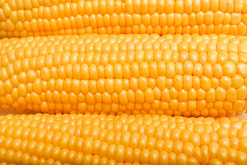 Ripe corn cobs on a white plate. Corn background.