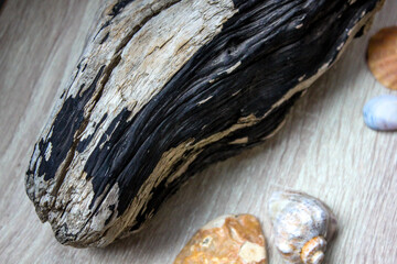 The drifting sea tree