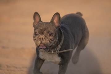 Beautiful purebred French Bulldog on a walk in spring.
